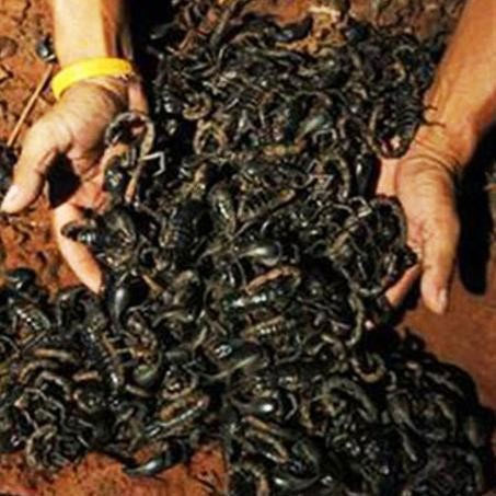 thousands of scorpions,mosque in amroha,uttar pradesh