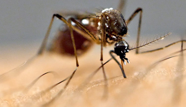 घर में फैला है मच्छरों का आतंक, इन तरीकों से करें उन्हें दूर