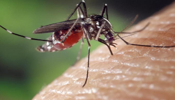 mosquito,mosquito repellents,homemade mosquito repellents,safe from mosquito ,मच्छर, मच्छर दूर करने के उपाय, मच्छर से सुरक्षा, मच्छर से बचाव के घरेलू तरीके 