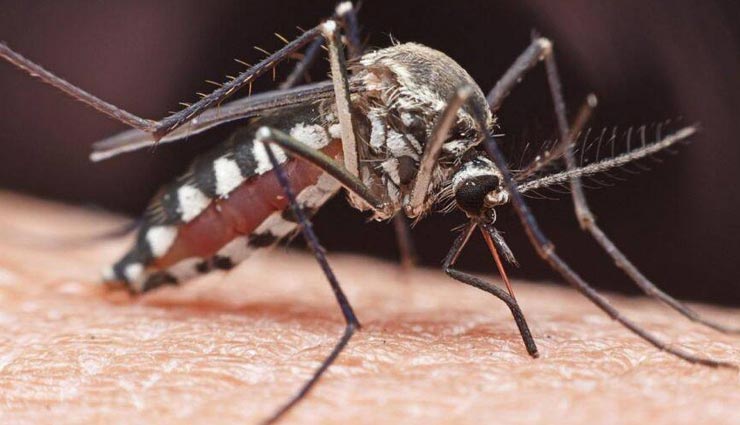 मच्छर उन लोगों की तरफ ज्यादा आकर्षित होते है जिन्होनें अभी केला खाया हो, जानें इनसे जुड़े रोचक तथ्यों के बारे में