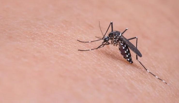 weird news,weird information,mosquito,mosquito drinks human blood