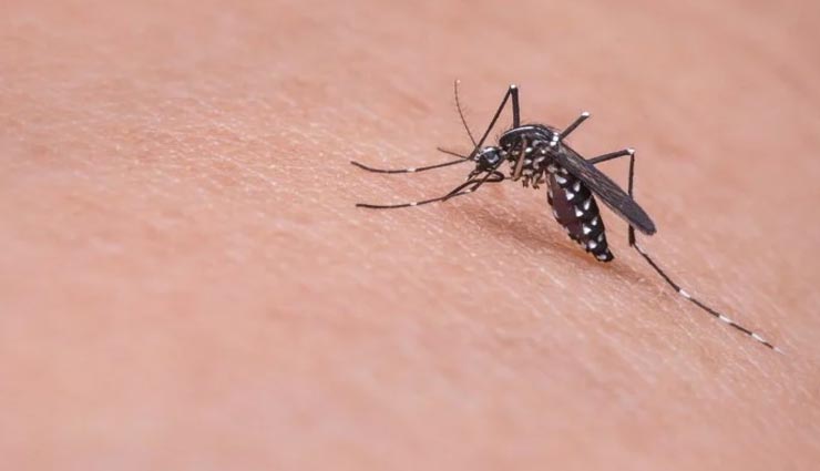 weird news,weird information,mosquito facts,mosquito drinks human blood ,अनोखी खबर, अनोखी जानकारी, मच्छर के फैक्ट्स, मच्छर द्वारा इंसानों का खून चूसना