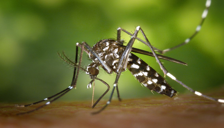 डेंगू का कहर हैं जारी, मच्छर भगाने के लिए आजमाए ये घरेलू तरीके 