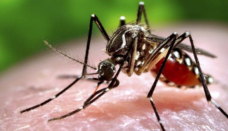 गर्मियां आते ही पनपने लगती हैं मच्छरों की समस्या, इनसे छुटकारा पाने के लिए आजमाए ये उपाय