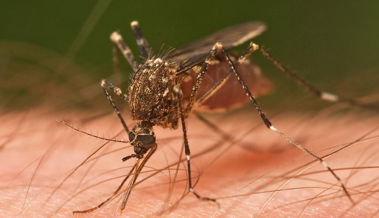 dengue outbreak symptoms,dengue precautions and remedies,home remedies for dengue,dengue prevention tips,symptoms of dengue fever,dengue virus major symptoms,dengue mosquito bite symptoms,how to treat dengue at home,dengue home remedies,dengue infection precautions,dengue major signs,dengue prevention tips,papaya leaf juice for dengue,natural remedies for dengue,dengue fever care tips,ways to prevent dengue