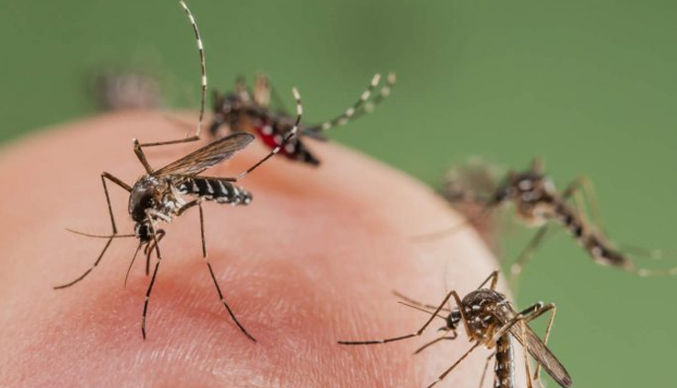 care for dengue patients,dengue prevention,tips for dengue care,managing dengue symptoms,hydration for dengue,nutritious food for dengue recovery,dengue fever treatment,dengue care tips