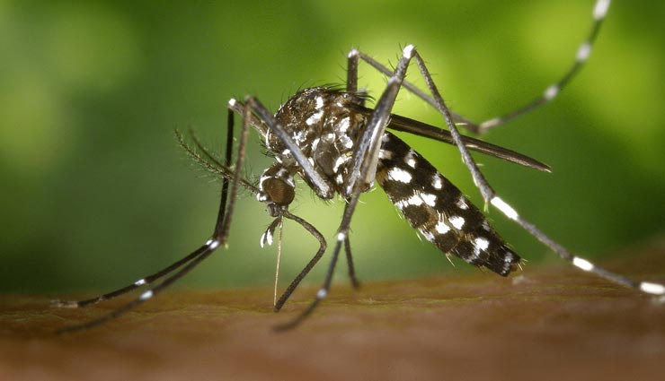 home tips,mosquito remedies ,होम टिप्स, मच्छरों से निजात