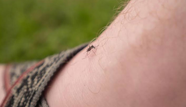 remedies to treat mosquito bite,instant remedies,mosquito bite,Health tips,fitness tips,home remedies