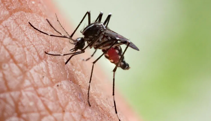 10 Home Remedies For Mosquito Bites