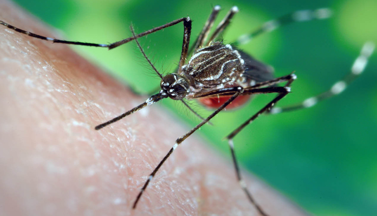 क्या आपको भी हो रही हैं मच्‍छर काटने से खुजली, ये 7 घरेलू उपाय दिलाएंगे आपको आराम 