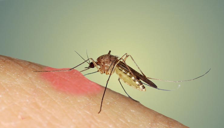 mosquito,mosquito facts,interesting facts,amazing facts