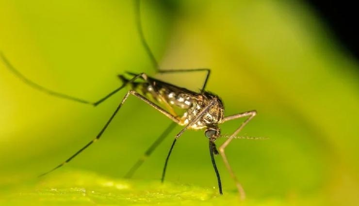 कैसे पड़ी मच्छरों को इंसानों का खून पीने की आदत? वैज्ञानिकों को मिला इसका जवाब