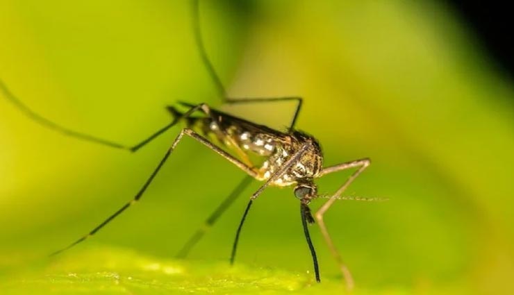 सामने आई मच्छरों के खून पीने की वजह, वैज्ञानिकों ने बताया इसका कारण 