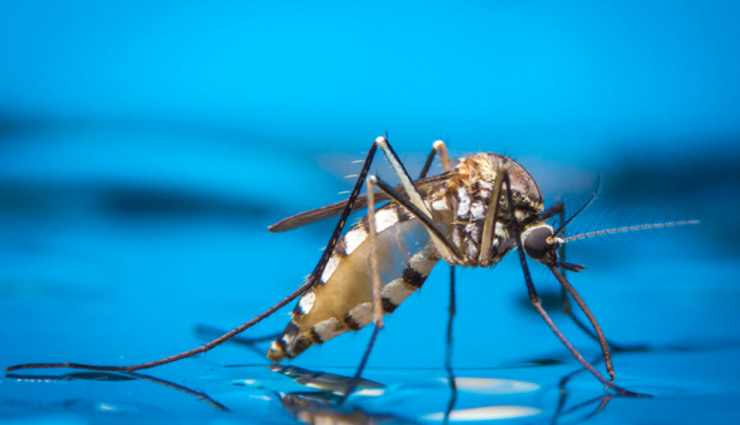 इन उपायों की मदद से मच्छरों से पाएं निजात, बचे रहेंगे बिमारियों से 