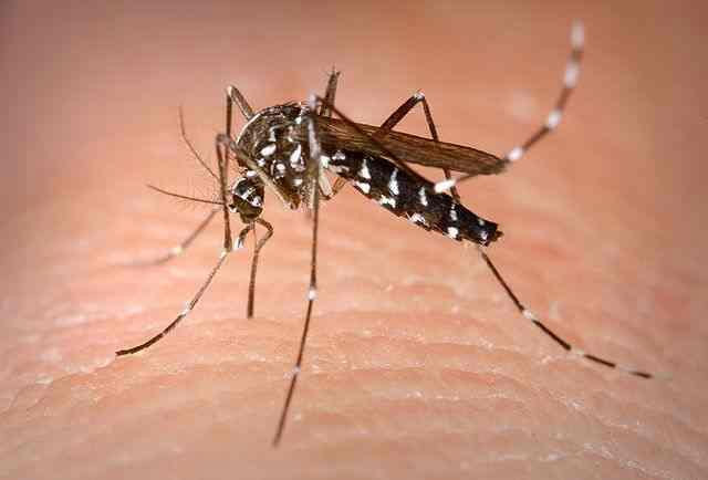 home remedies,home remedies for mosquito,mosquito in house