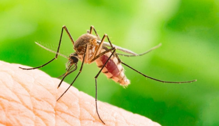 मच्छरों से छुटकारा दिलाएगी घर में रखी ये चीजें tips to get rid of mosquitoes,mosquitoes,household tips,mosquitoes repellent,natural remedies