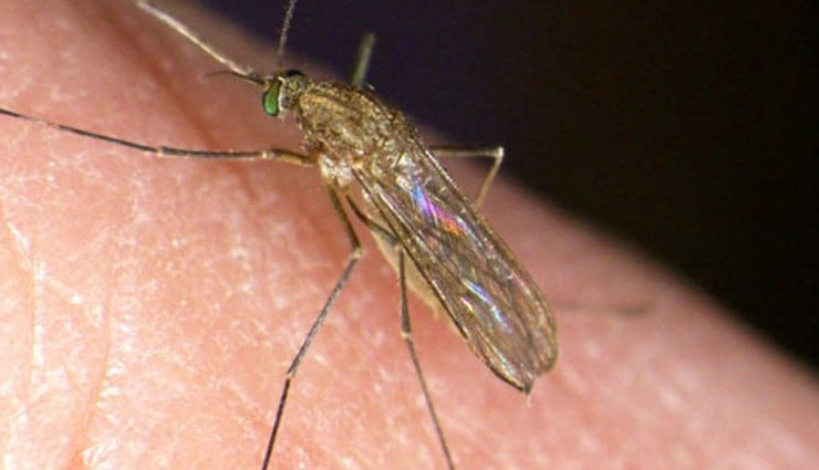 mosquito,household tips ,मच्छर