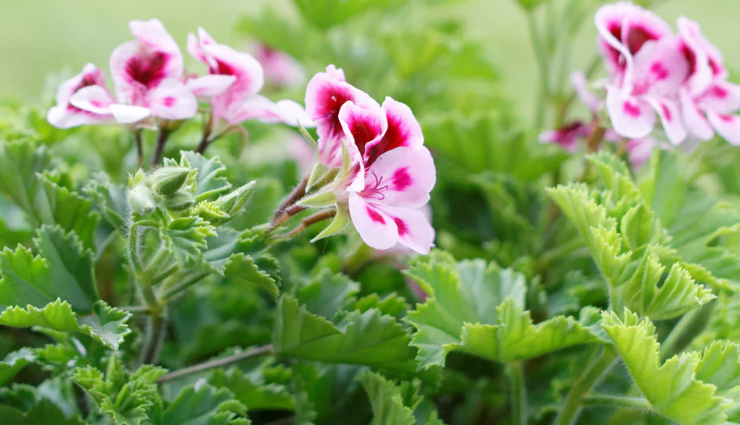 home remedies for mosquitoes,get rid of mosquitoes naturally,diy mosquito control,natural mosquito repellents for the home,mosquito infestation remedies,mosquito-free house tips,homemade mosquito solutions,effective mosquito remedies for the home,natural ways to eliminate mosquitoes at home,diy mosquito repellent techniques,mosquito control for a comfortable home,natural mosquito treatments for the house