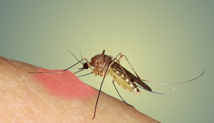 household tips,mosquito tips,home made ways,mosquito kill tips ,मच्छरों को दूर रखने के तरीके, घरेलू तरीके, मच्छरों को मारने के तरीके, मच्छरों से छुटकारा