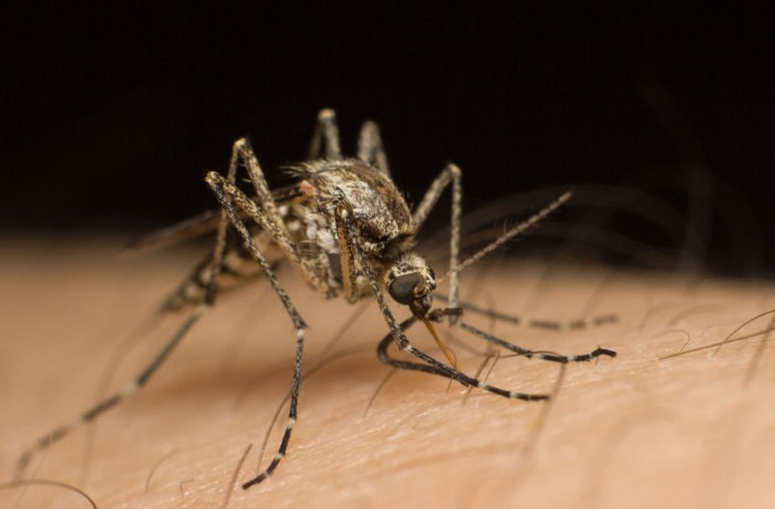 mosquitoes from house,tips to get rid of mosquitoes,household tips