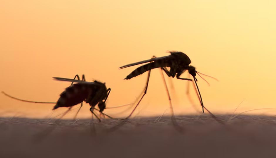 5 Tips To Keep Mosquitoes Away This Summer