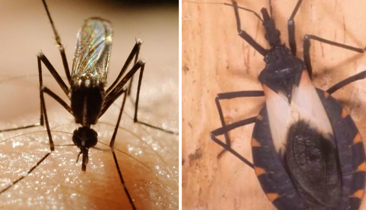 5 Most Dangerous Flying Animals in Illinois