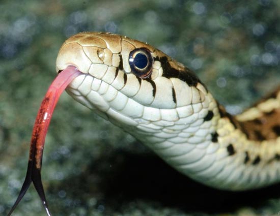 5 Most Deadliest Snakes, Which are Beautiful Too