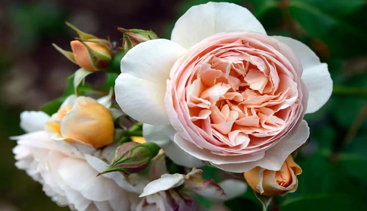 Rose Day Special: इस गुलाब की कीमत जान सर्दियों में भी छूट जाएंगे पसीने