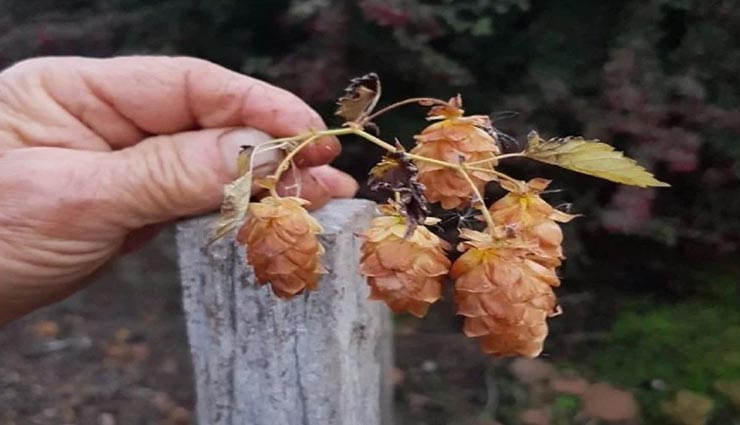 weird news,weird vegetable,most expensive vegetable