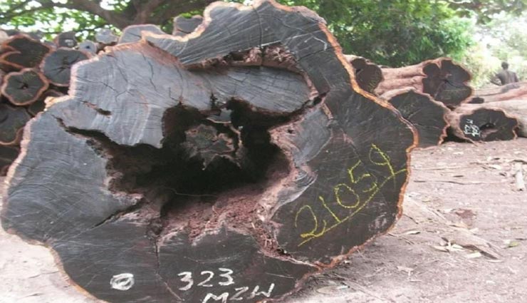 आखिर क्यों चंदन से भी कई गुना महंगी है ये लकड़ी, एक किलो की कीमत है सात लाख रुपये