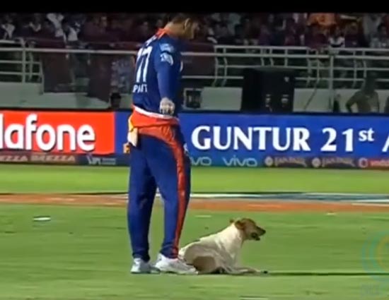 VIDEO - क्रिकेट के मजेदार पल जहाँ जानवर भी खेल में शामिल हुए
