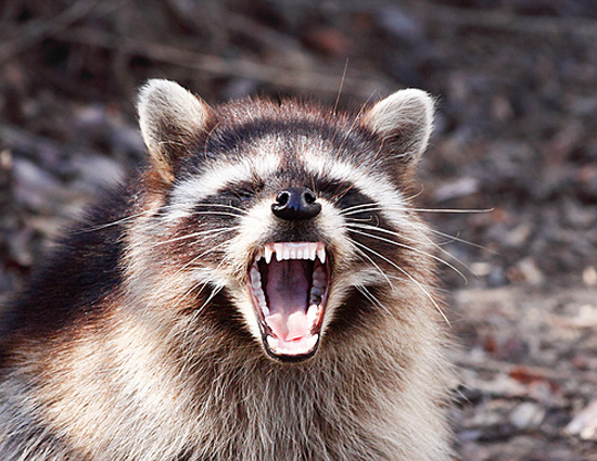 7 Most Intelligent Animals