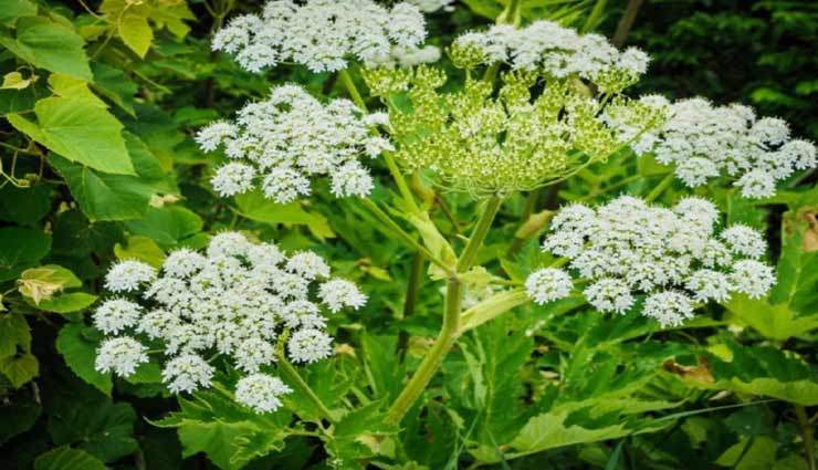 इस जहरीले पौधे को छूने मात्र से ही चली जाती हैं जान