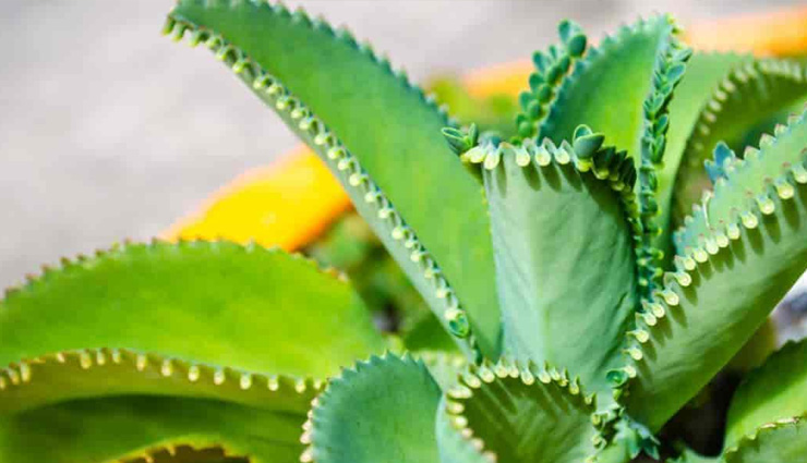 plants to grow from leaves,household tips