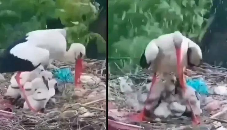 यह विडियो दिखा रहा बच्चों के प्रति एक मां का प्यार, देखकर चहरे पर आ जाएगी बड़ी मुस्कान 