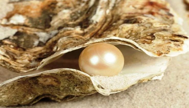 astrology tips,astrology tips in hindi,pearl,information about pearl,pearl astrology tips