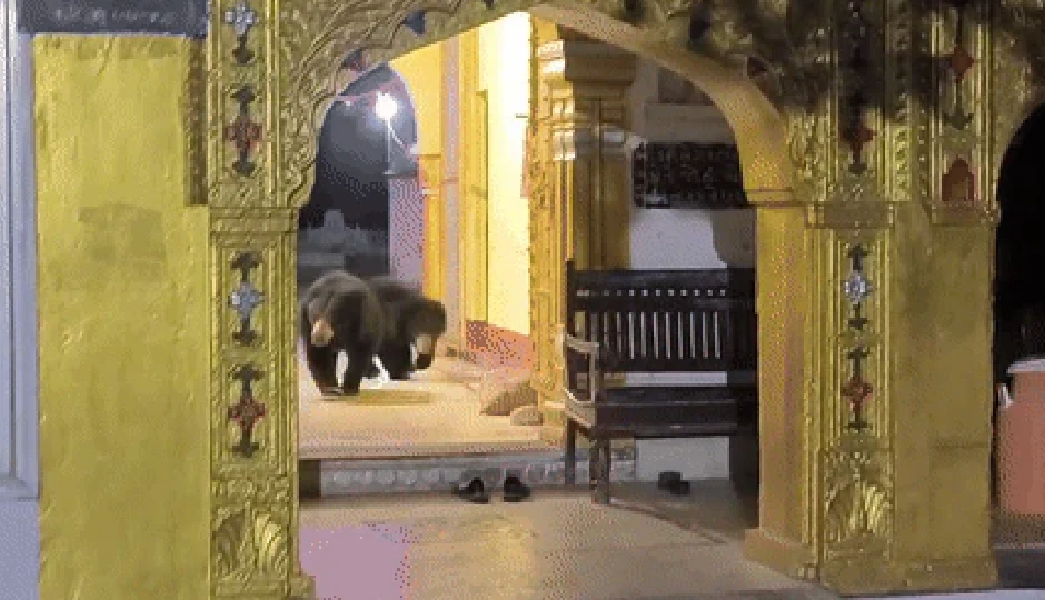 माउंट आबू के रघुनाथजी मंदिर में पहुंचे दो भालू, सुबह की आरती से पहले मचा हड़कंप