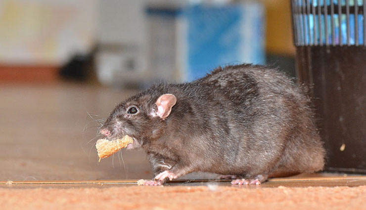 चूहों के आतंक से हो चुके है परेशान, इन 5 उपायों से पाएं छुटकारा