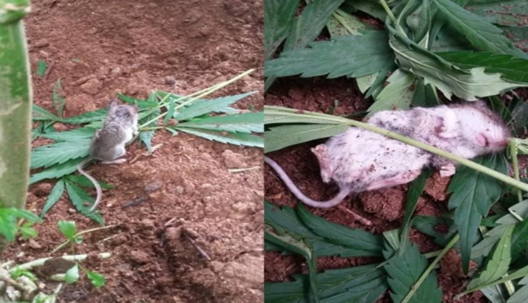 इस चूहे को पड़ी गांजे की लत, सोशल मीडिया पर वायरल हो रहीं तस्वीर