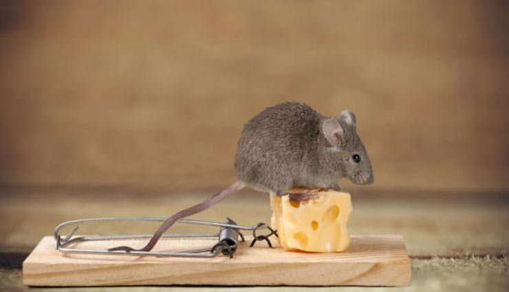 tips to get rid of mouse,mouse in home,tips to remove mouse,household tips,home decor tips ,घर से चूहे भगाने के है ये 5 उपाय, हाउसहोल्ड टिप्स, होम डेकोर 