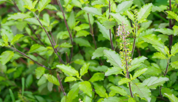 diy mouthwash for healthy gums,healthy living,Health tips,fitness tips