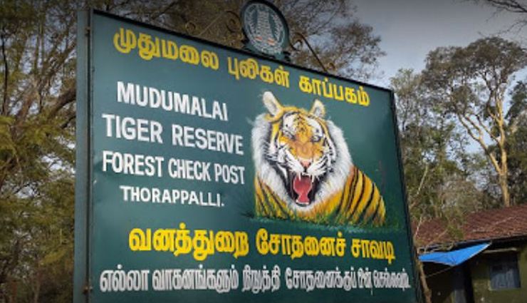 jungle,jungle adventure,jungle safari