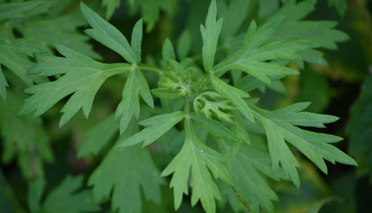 birth control,natural methods for birth control,birth control tips,parenting tips,Health,Health tips