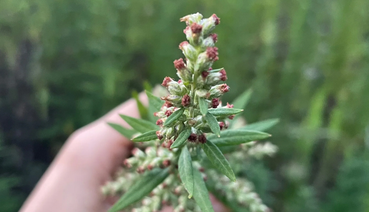 mugwort health benefits,benefits of mugwort,mugwort uses,artemisia vulgaris benefits,mugwort tea benefits,mugwort for digestion,mugwort for stress relief,mugwort for skin,herbal remedies mugwort,traditional uses of mugwort,mugwort in ayurveda,mugwort in chinese medicine,mugwort natural healing,mugwort spiritual benefits,dream herb mugwort