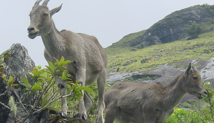 tamil nadu national parks,wildlife sanctuaries in tamil nadu,mudumalai wildlife sanctuary,indira gandhi wildlife sanctuary,top bird sanctuaries in tamil nadu,tamil nadu biodiversity,endangered species in tamil nadu,tamil nadu forest reserves,tamil nadu ecotourism,best wildlife photography spots in tamil nadu,tamil nadu wildlife conservation,tamil nadu wildlife safari,flora and fauna of tamil nadu,trekking in tamil nadu national parks,wildlife sanctuaries near chennai