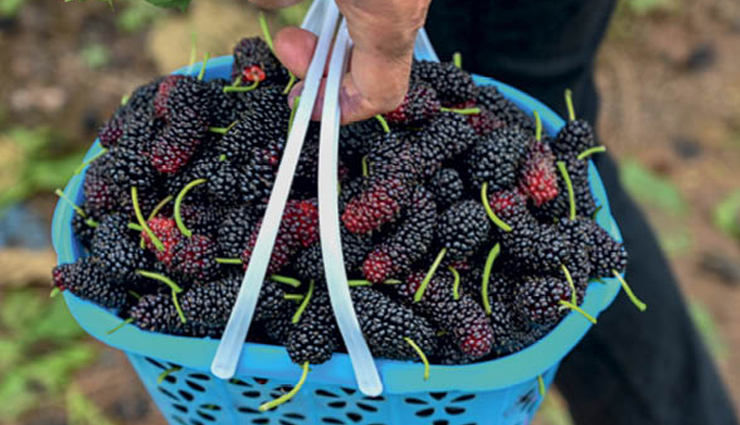 10 Least Known Health Benefits of Mulberrys