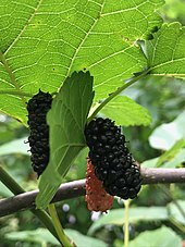 health benefits,health benefits of mulberry fruit,mulberry fruit,summer fruit,Health tips
