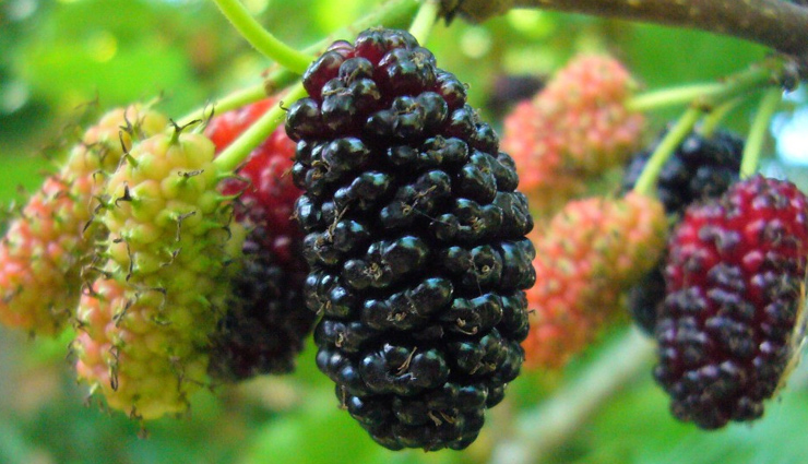 health benefits,health benefits of mulberry fruit,Health tips,fitness tips