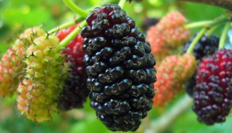 mulberries health benefits,lesser-known benefits of mulberries,mulberry nutrition facts,mulberry antioxidants,mulberries and cancer prevention,mulberry juice benefits,unique health benefits of mulberries,mulberry uses in traditional medicine,mulberries and oxidative stress reduction,mulberry research findings