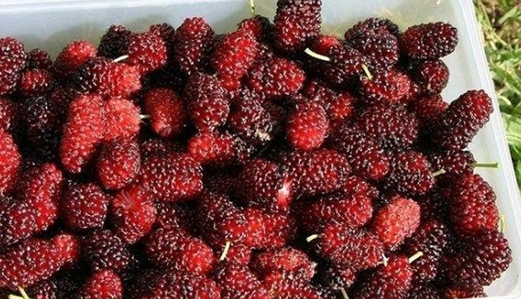 health benefits,health benefits of mulberry fruit,Health tips,fitness tips